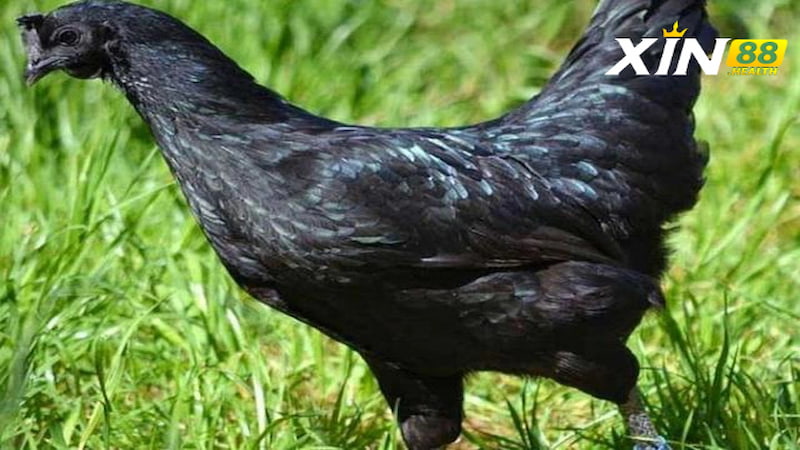 Cách đúc gà mặt quỷ chuẩn không cần chỉnh