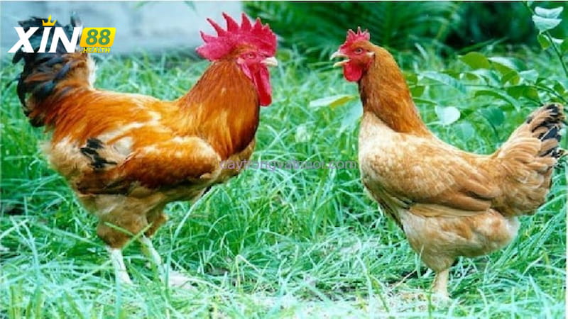 Giới thiệu vài nét về gà tam hoàng