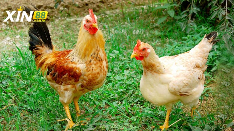Tìm hiểu tập tình cùng khả năng chiến đầu của gà tam hoàng
