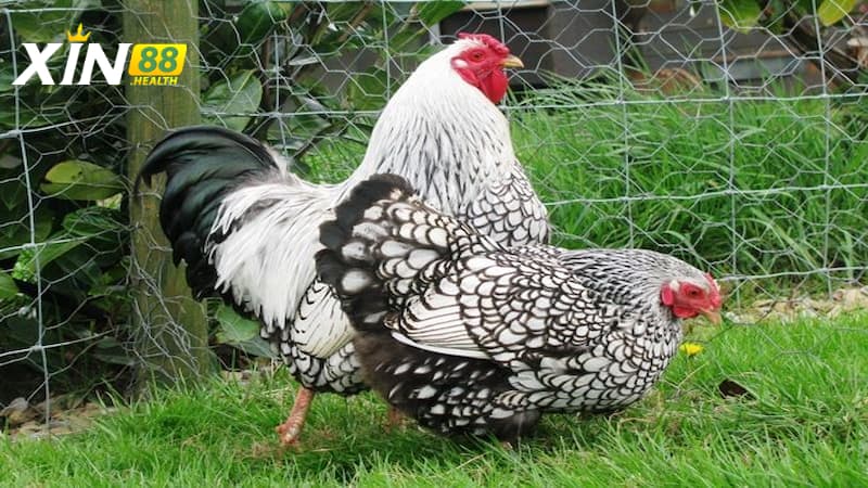 Chia sẻ cách nuôi và chăm sóc gà vảy cá